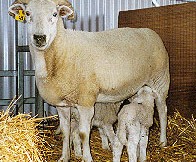 Viltšyrhornų avys